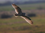 TONY HOWES - SHORT EARED OWL HUNTING